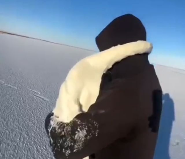 казах спас влюблённую пару лебедей