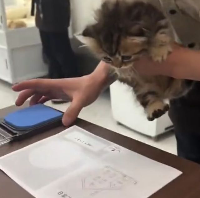 Японский котёнок отказывается подписать документы