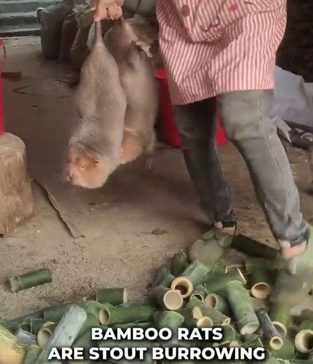 китайская бамбуковая крыса