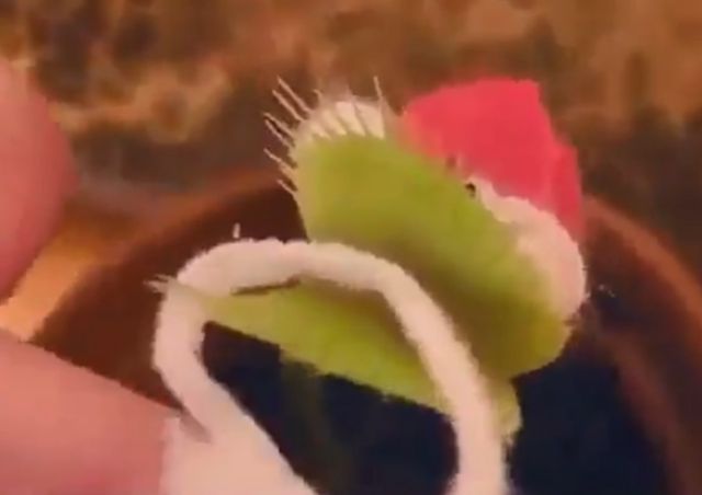 Мухоловка — лучшая замена новогодней елке