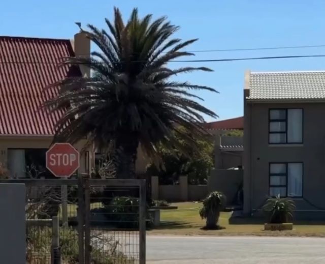 Обычные уличные птички в ЮАР