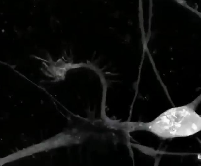 Так выглядит ваш мозг, когда вы учитесь чему-то новому