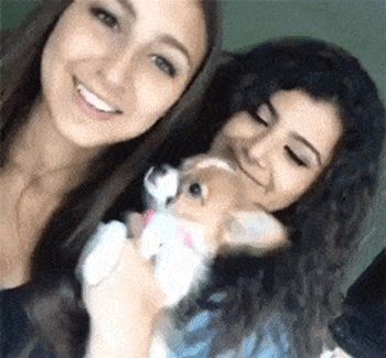 Маленькая и очень грозная собачка