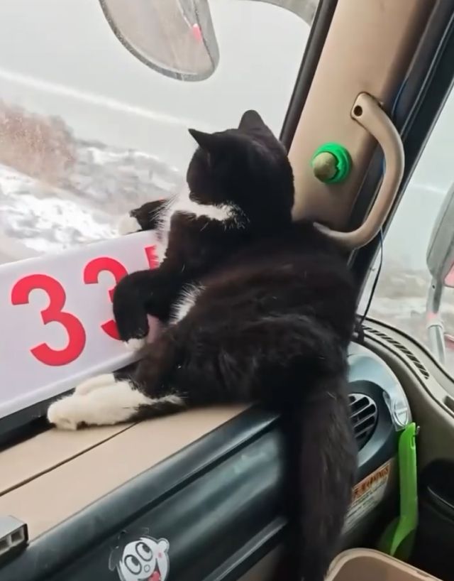 Водитель, не дрова везешь!