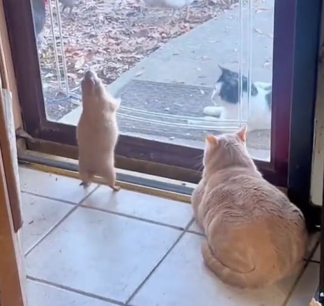 Будни луговых собачек