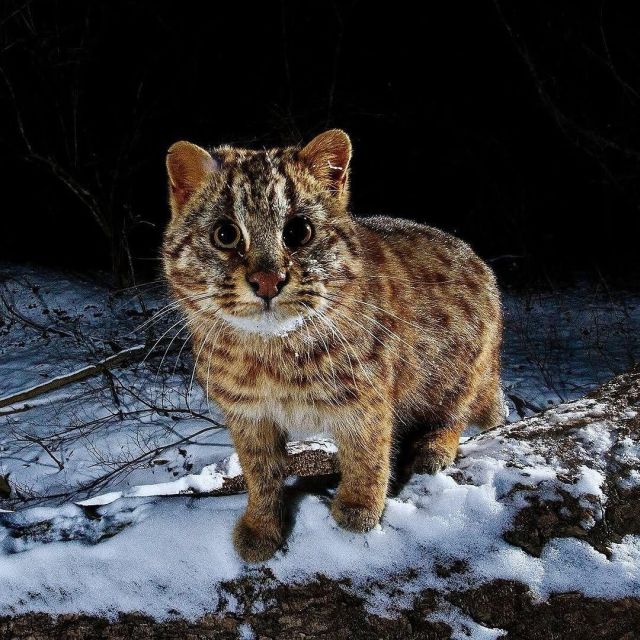 амурский лесной кот