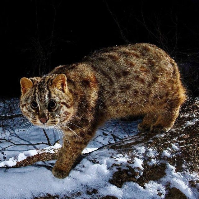 амурский лесной кот