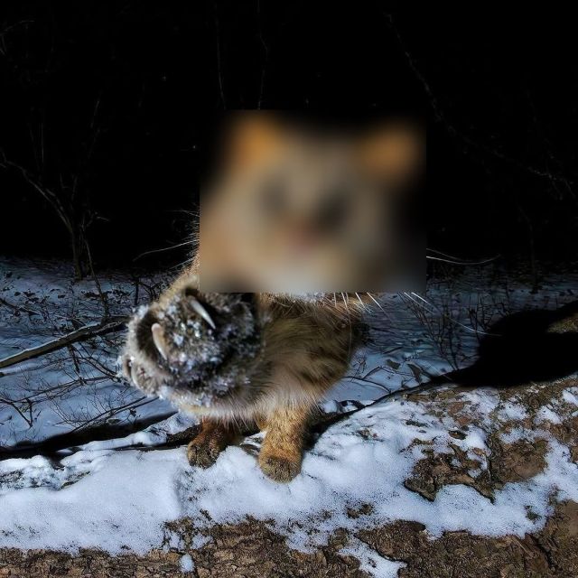 амурский лесной кот