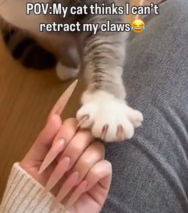 Почему ты не прячешь свои когти