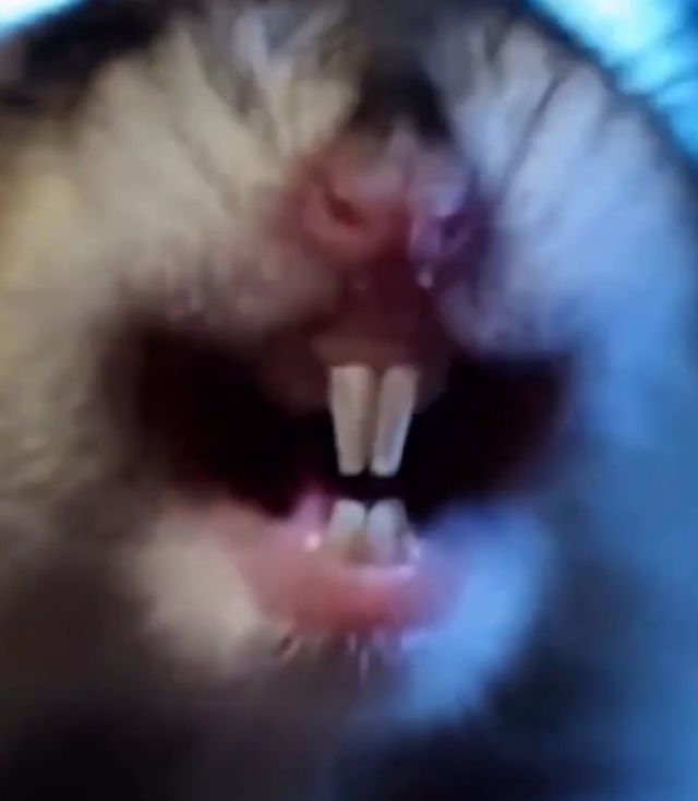 Хомячий метал