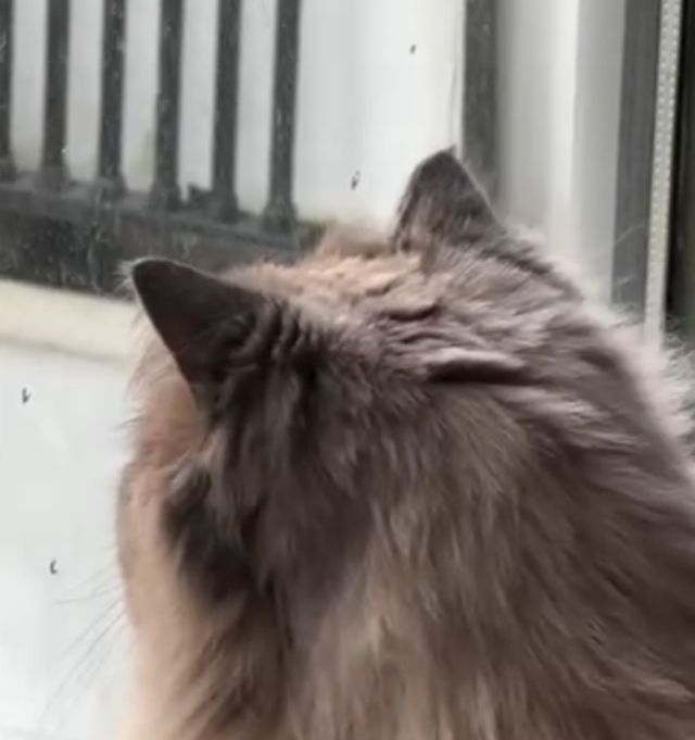 Охотник возвращается домой с богатым уловом