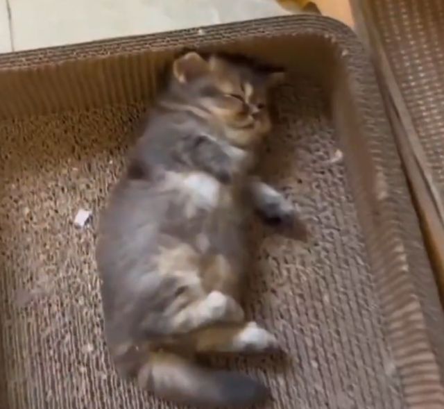 Когда заставляют доедать салаты