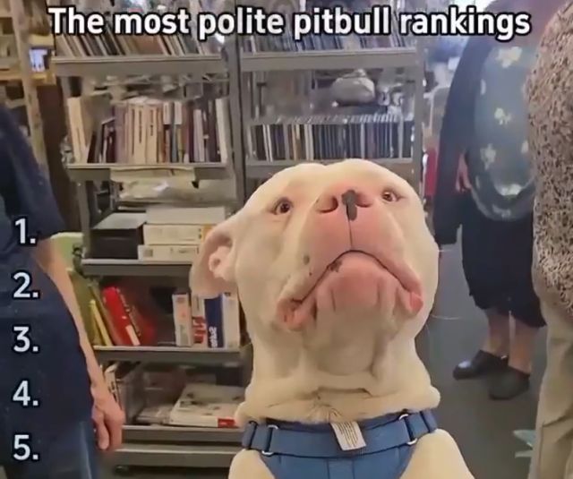 Питбули — самые воспитанные собаки