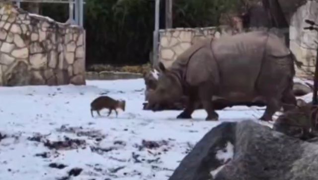 Оленёнок из польского зоопарка против носорога