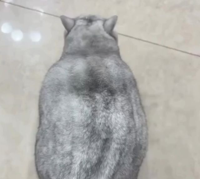 толстый кот