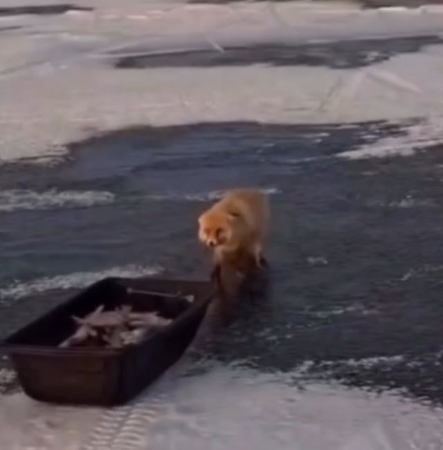 Лиса попыталась своровать весь улов у рыбаков в Астане