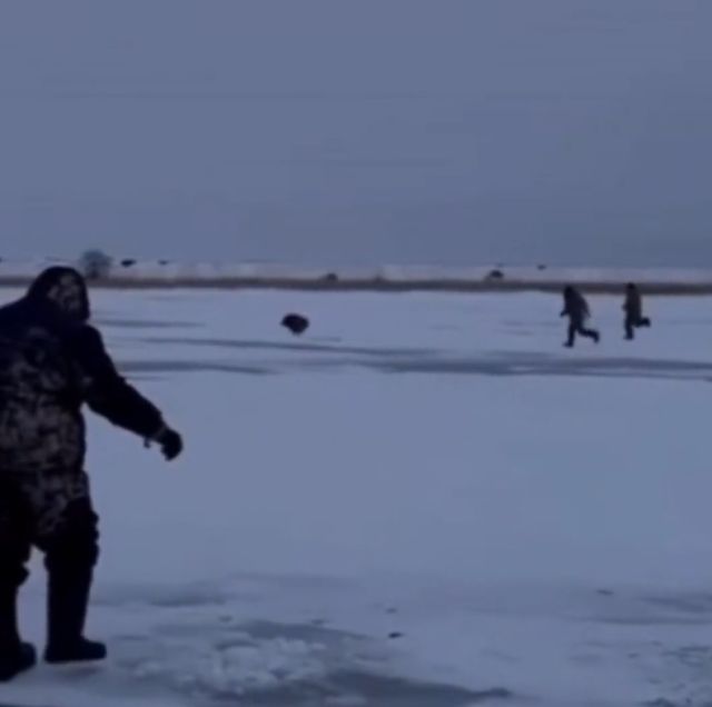 Ещё одно ограбление века: вслед за лисой рыбаков обокрал кабан