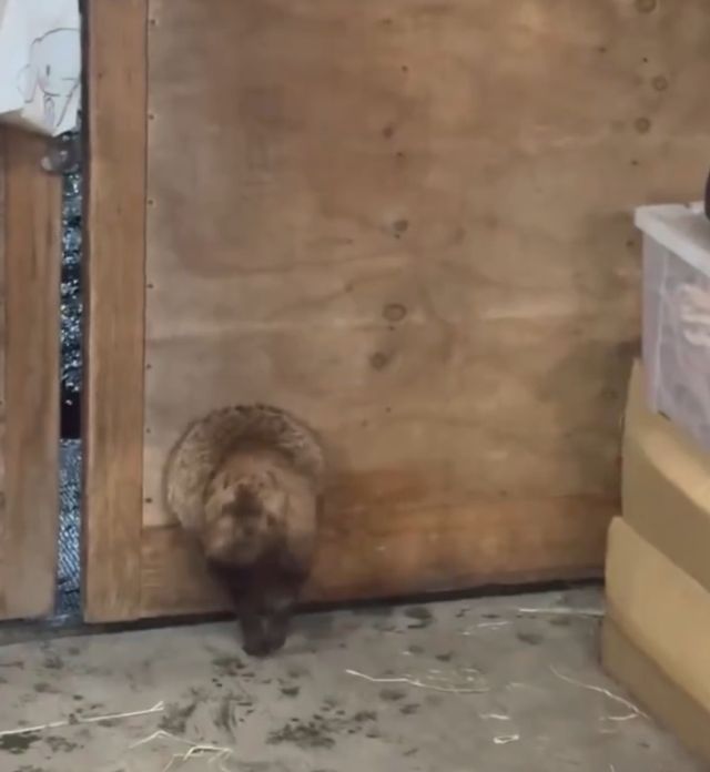 енотовидная собака