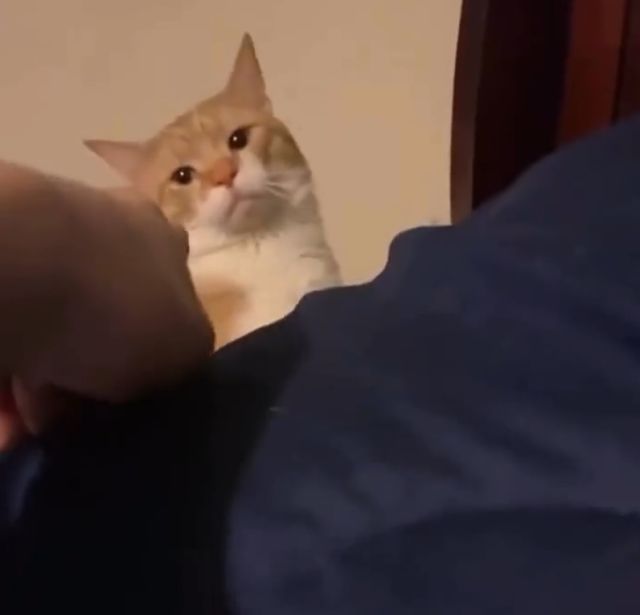 Коты не любят, когда в них тычут пальцем