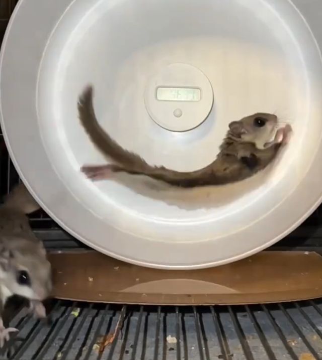 Фейл белки-летяги