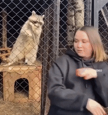 Заводной танец вместе с енотом