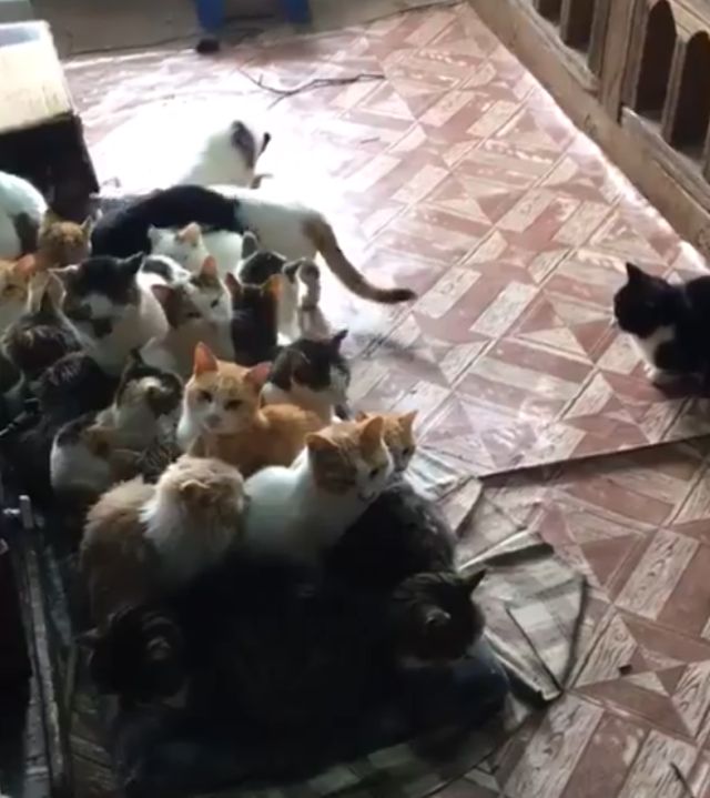 В Турции добряк забрал всех котов с района к себе домой