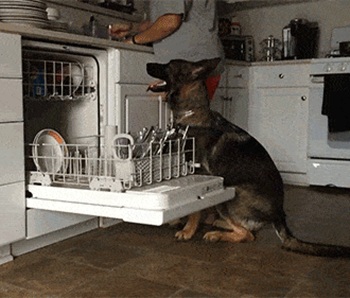 Собака помогает мыть посуду Собака помогает мыть посуду