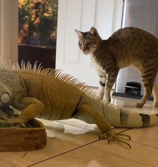 игуана и кот