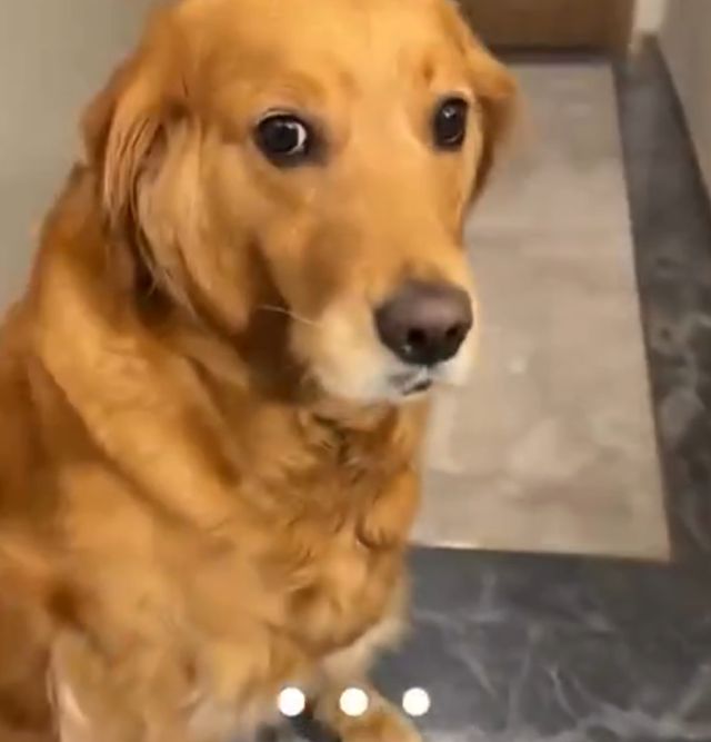 Будни золотистых ретриверов