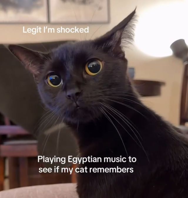 Что будет, если включить коту египетскую музыку?