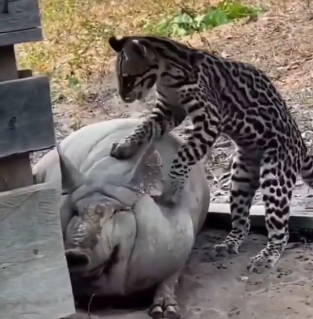 Когда добыча оказалась не по зубам