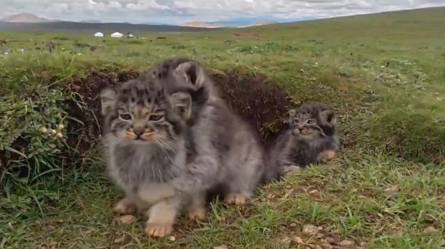 фотоловушка засняла семейство манулов