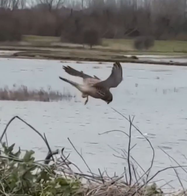 Сокол застрял в воздухе