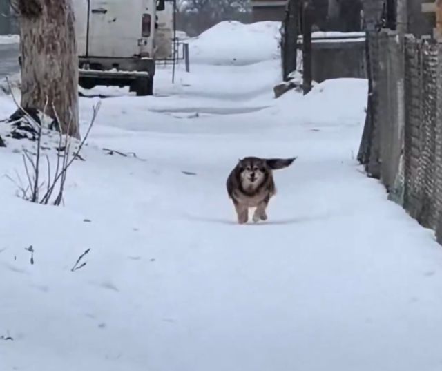 Песик с пропеллером