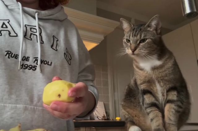 Кот, который очень любит картошку