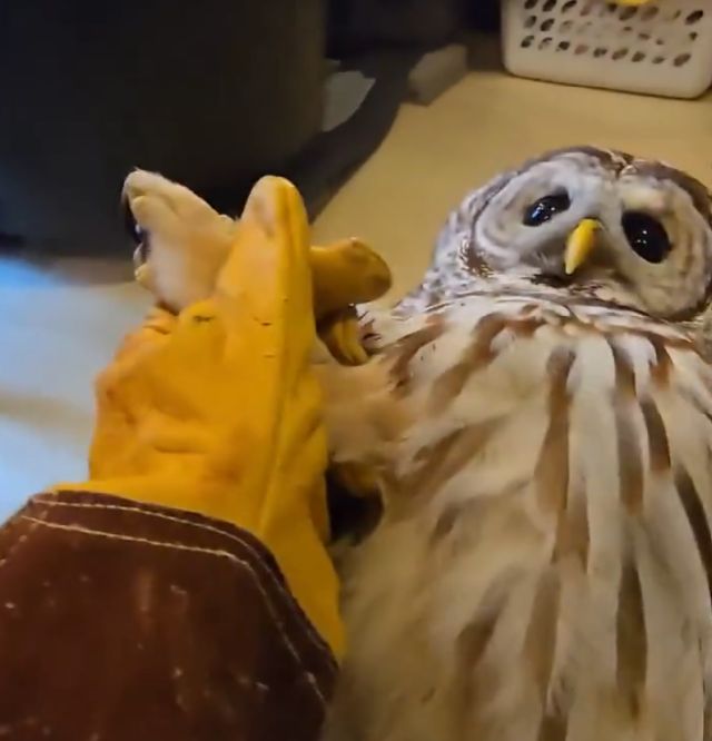 Совушка не хочет принимать лекарства