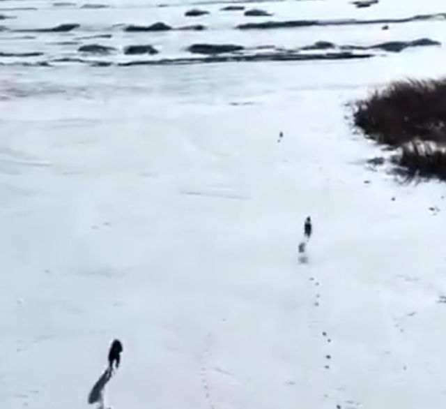 В Китае засняли эпичную погоню собак за зайцем, и по накалу страстей - это настоящий блокбастер