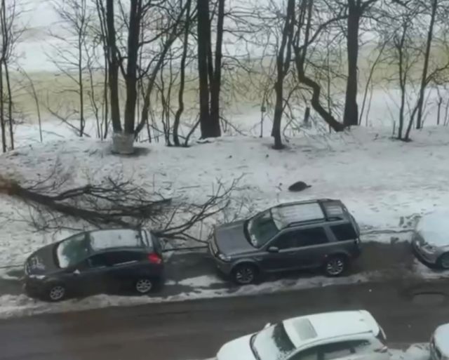 Бобр в Питере сгрыз дерево и оно рухнуло на припаркованную машину