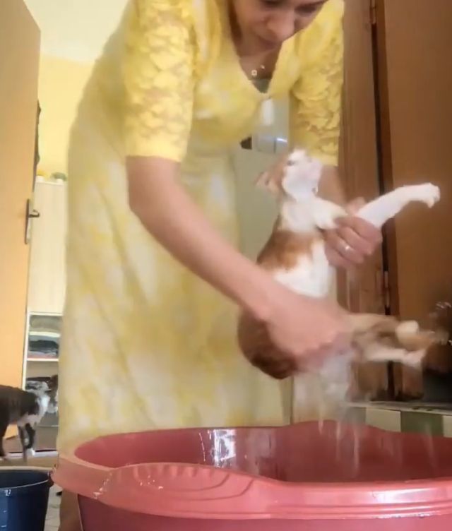 Кот постирали и отжали