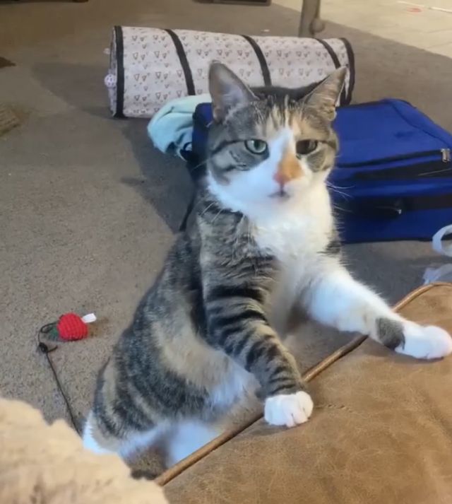 очень требовательный кот