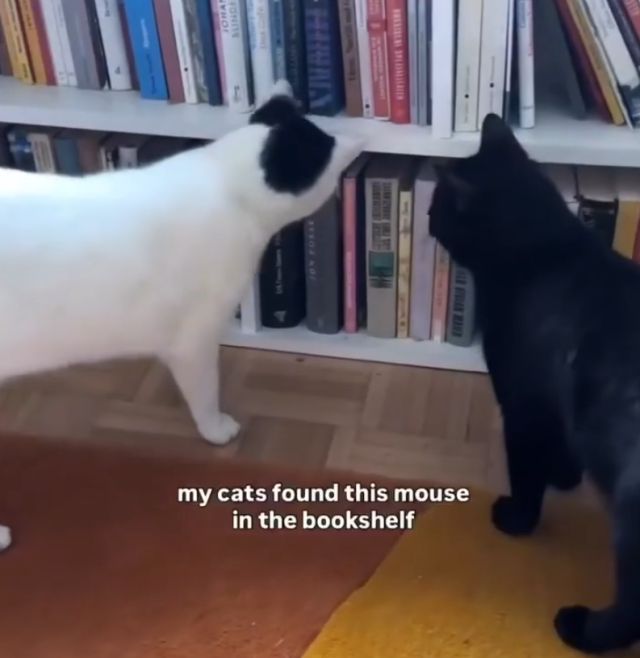 История одного мышонка