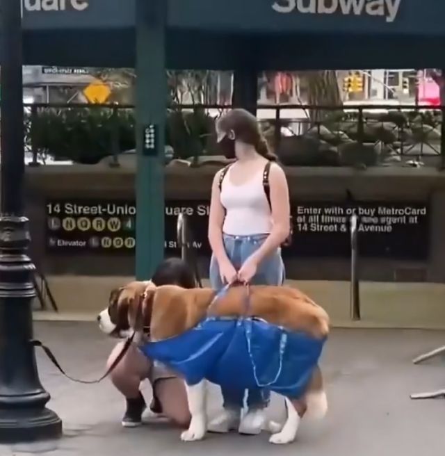 В нью-йоркском метро собак можно проносить только в сумке