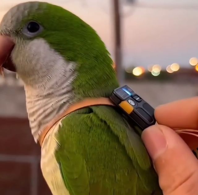 Тусовка попугаев