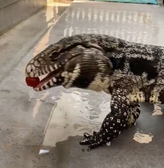 Попытка варана съесть помидор