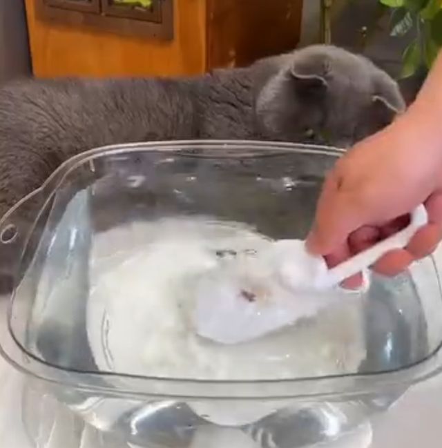 Лучшая чесалка для котов