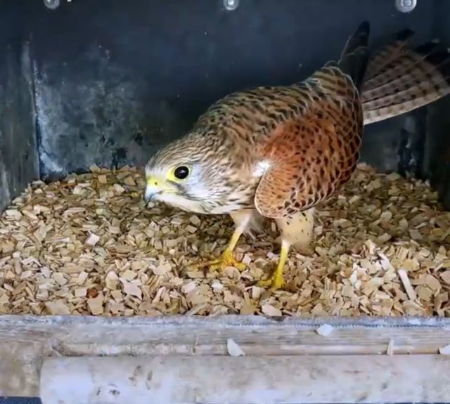 Таймлапс превращения яиц сокола-пустельги в прекрасных птиц