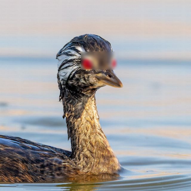 В Южной Америке обнаружили птицу с глазами демона