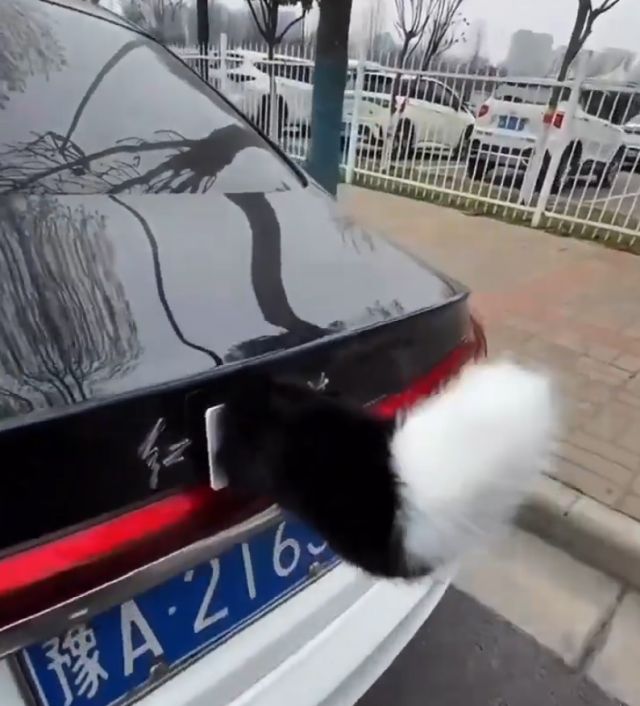 В Китае появились хвостатые автомобили