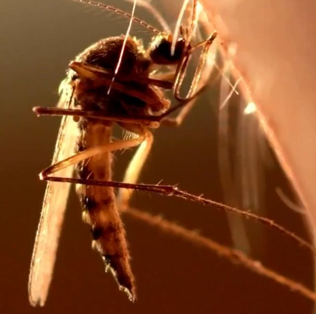 Неприятный факт о комарах