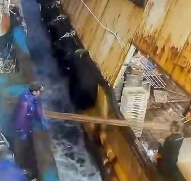 Вот как корабли пополняют свои запасы продовольствия посреди океана